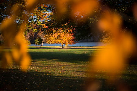 yellow leaf trees near body of water at daytime thumbnail