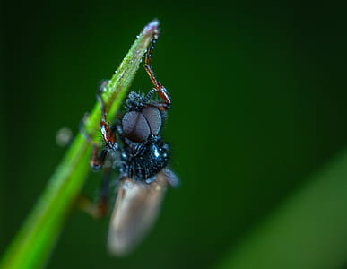 Close-up Photography Of Black Insect thumbnail