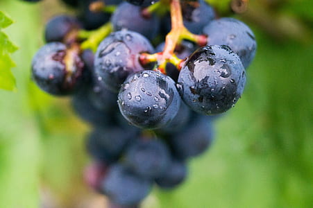 close-up photo of blackberries thumbnail