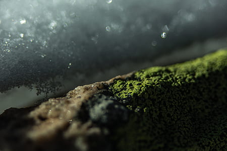 rock, ice, moss, lichen thumbnail