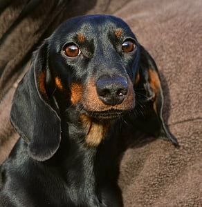 photo of smooth back and tan dachshund thumbnail