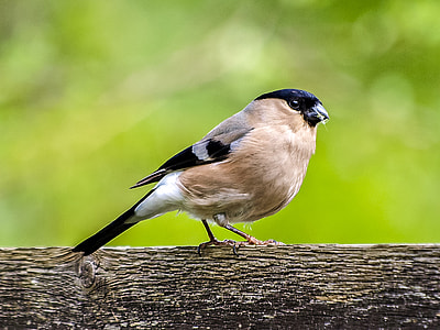 black-hooded Manakin bird thumbnail