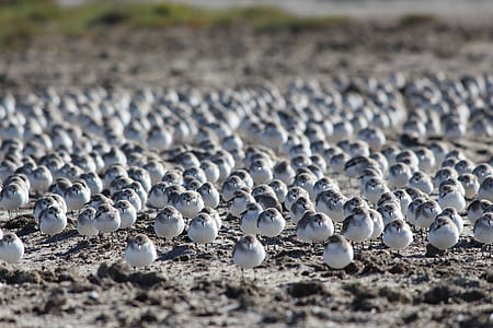 flock of birds on ground thumbnail