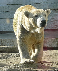 polar bear on ground thumbnail