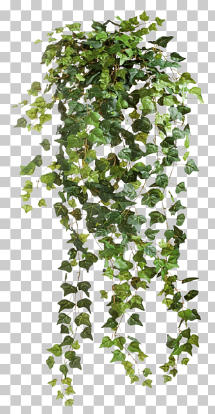 Ivy Plant , Ivy Vines Clear Cut , green ivy vine in close-up photography PNG clipart