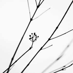 silhouette bare tree thumbnail