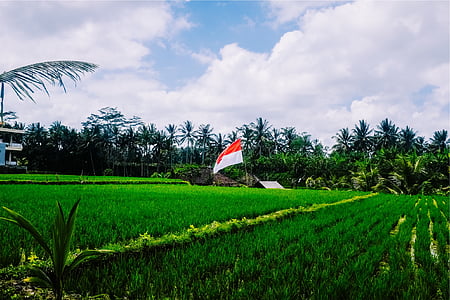 rice field under blue sky thumbnail