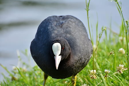 black and white animal on green grass near body of water thumbnail