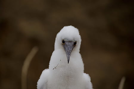 selective focus photography of white long-beak bird thumbnail