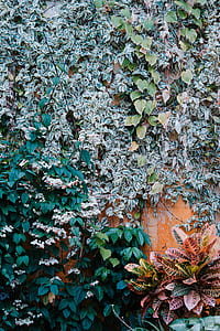 plants covering orange wall thumbnail