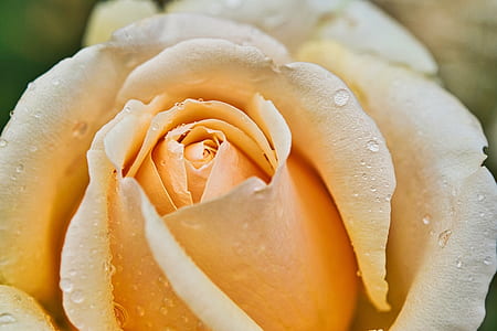 close-up photograph of yellow rose with water droplets thumbnail