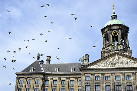 low angle photography of flock of birds flying above the brown concrete building thumbnail