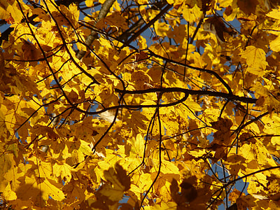 Mountain Maple, Acer Pseudoplatanus thumbnail