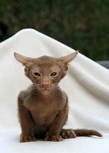 chocolate Oriental shorthair kitten on white cloth thumbnail