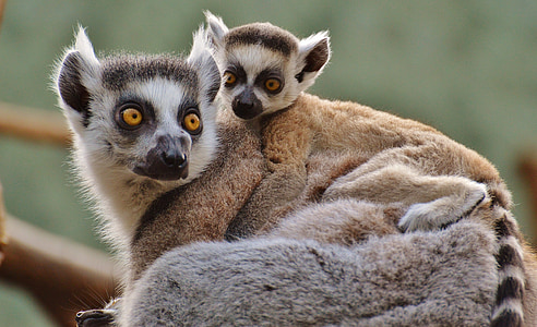 two ring-tailed lemur in close-up photography thumbnail
