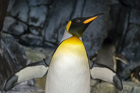 yellow and white penguin thumbnail