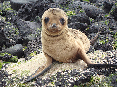 brown seal on rocks thumbnail