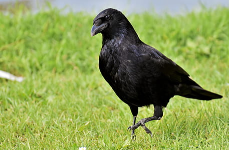 crow standing on grass field thumbnail