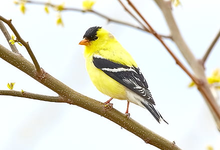 yellow and black bird on tree branch thumbnail