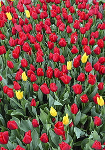 shallow focus of red flowers thumbnail