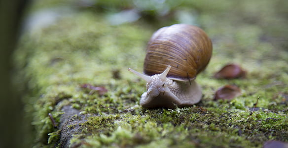 brown snail on moss thumbnail