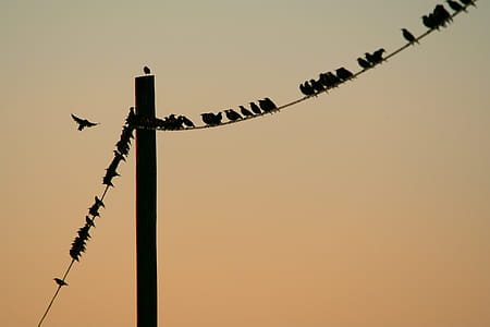Flock of Birds Perched on Post Cable thumbnail