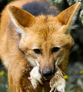 red fox thumbnail