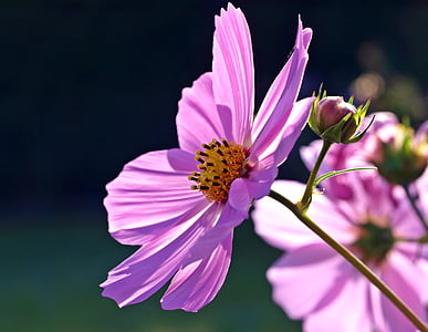 selective focus photography of purple daisy flower thumbnail