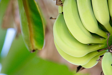 shallow focus photo of unripe bananas thumbnail