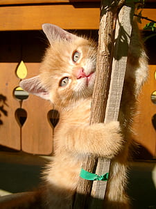 orange tabby kitten hanging on brown wooden branch thumbnail