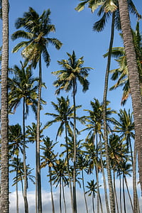 coconut tree under blue sky thumbnail