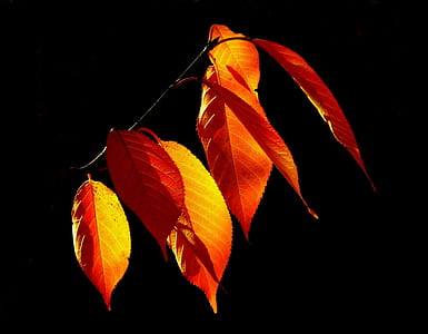 red leaves photography thumbnail