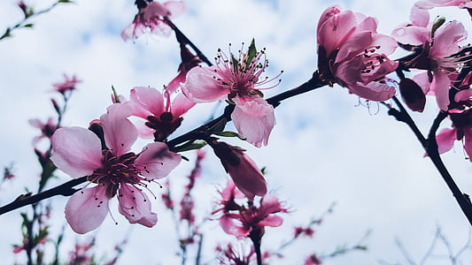 cherry blossom under white sky thumbnail