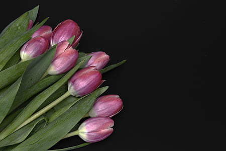 pink tulips flowers thumbnail