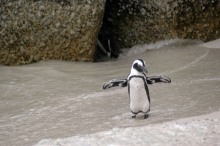 photo of white and black penguin on sand thumbnail