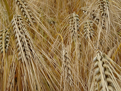 brown grass thumbnail
