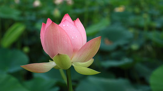 selective focus photo of pink lotus flower thumbnail