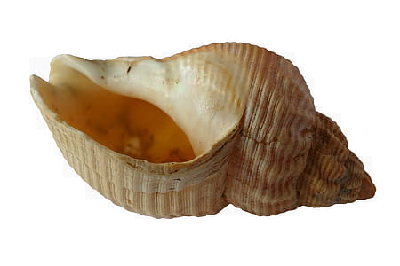 Beige Conch Shell thumbnail
