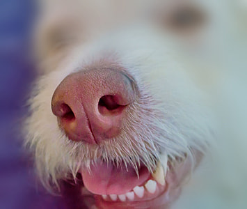 selective focus photography of long-coated white dog's nose thumbnail
