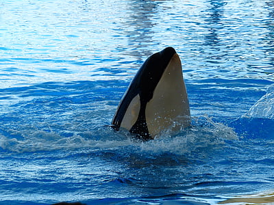Orca showing head above water thumbnail