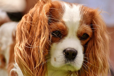 selective focus photo of Cavalier King Charles spaniel at daytime thumbnail