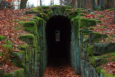 tunnel covered in moss thumbnail