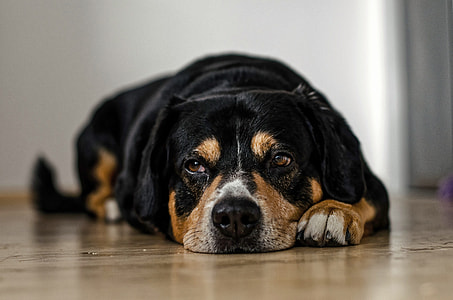 photo of black and brown dog lying on floor thumbnail