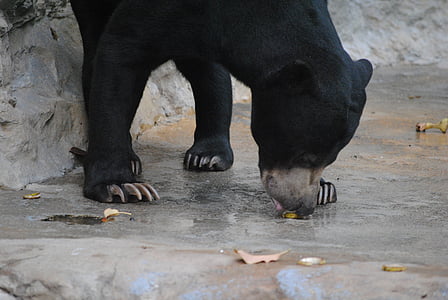 black bear on grey concrete floor thumbnail