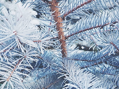branches, plant, tree, season thumbnail