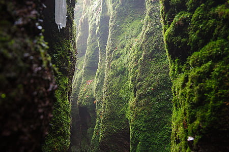 green moss on rock formation thumbnail