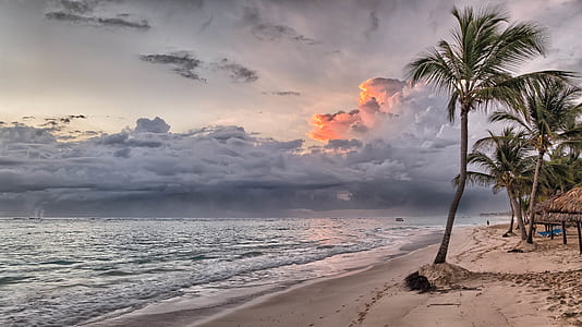 Coconut Tree on Shore during Daylight thumbnail