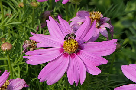 honey bee perching on flower thumbnail