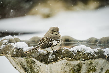 selective focus photograph of gray bird on concrete birdbath thumbnail
