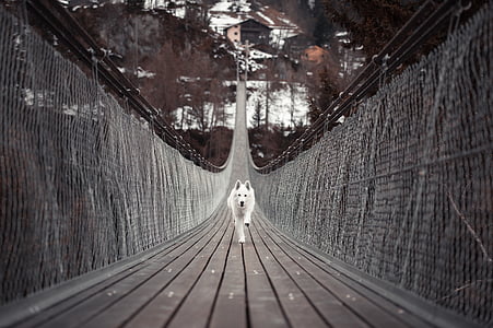 adult white shepherd running on wooden bridge during daytime thumbnail